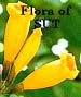 To Flora of SUT